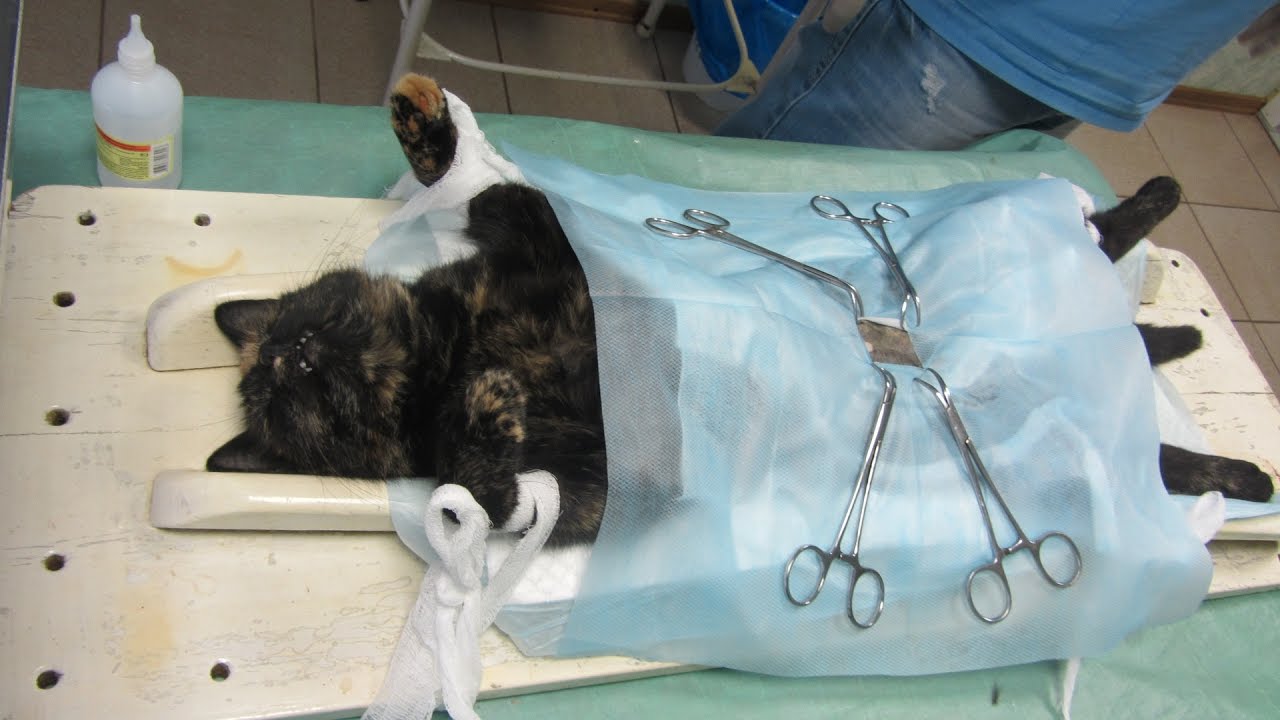 Врач кастрировать. Стерилизация кошки - овариогистерэктомия. Лапароскопическая овариогистерэктомия кошки. Кастрация кота крипторха.