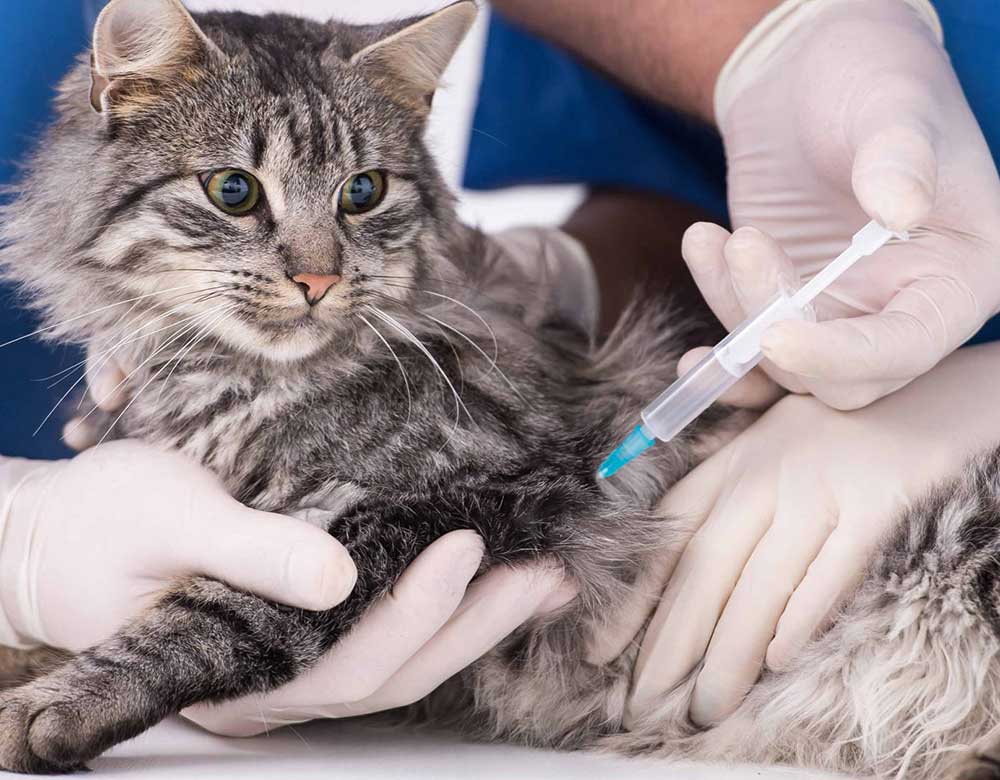 animal vaccination Вакцинация животных в городе Раменское Московской области